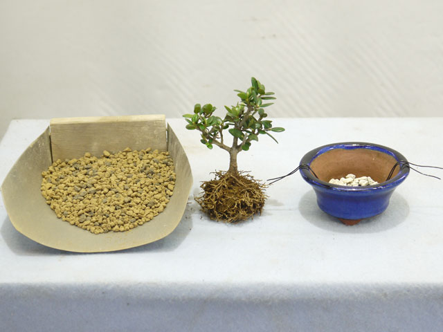 秋山 実氏による「小葉性オリーブのミニ盆栽」のお手入れ方法 | オリーブ盆栽のオリーブワールド