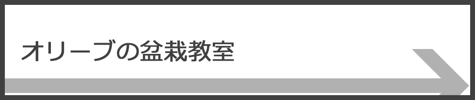 オリーブの盆栽教室