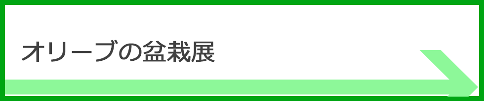 オリーブの盆栽展