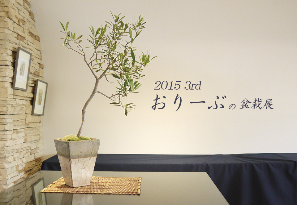 2015◆第3回オリーブの盆栽展
