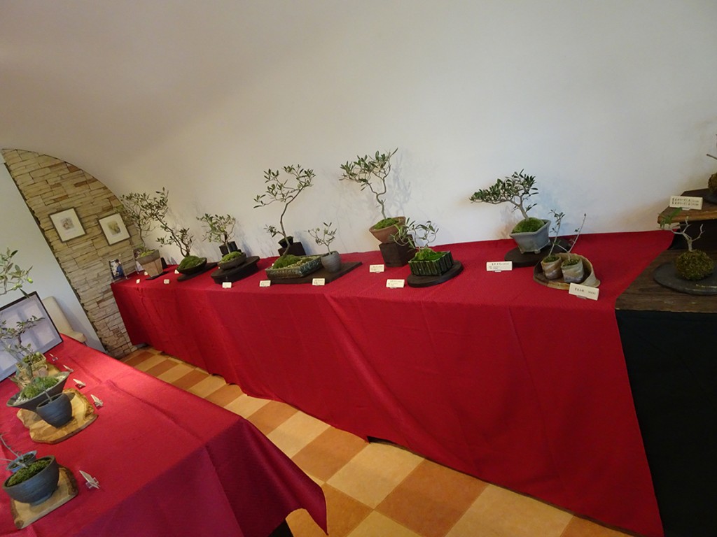 2015第3回オリーブの盆栽展・東京青山会場
