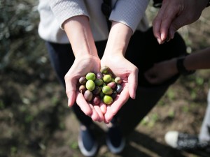 小豆島オリーブ収穫祭・小豆島岬工房