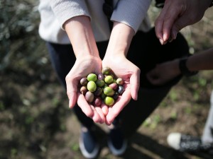 小豆島オリーブ収穫祭・小豆島岬工房