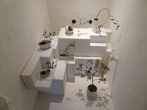 2016年神戸元町オリーブの盆栽展