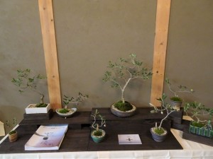 2016年湘南二宮オリーブの盆栽展