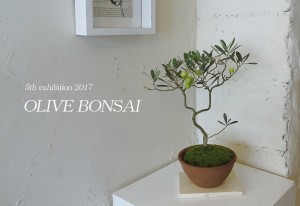 2017◆第5回オリーブの盆栽展